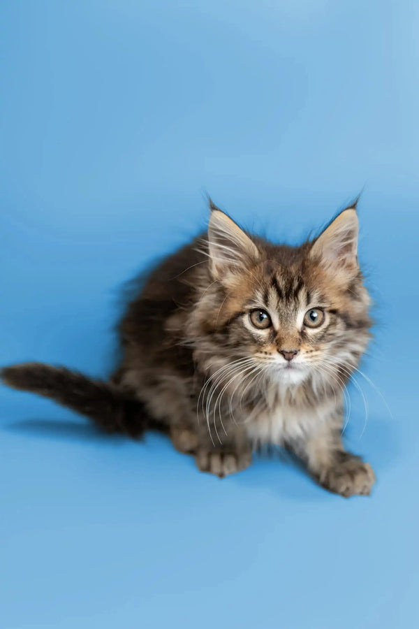 Fluffy Maine Coon kitten Tucker with alert eyes and perked ears