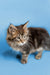 Fluffy Maine Coon kitten with alert eyes and pointed ears, perfect for any cat lover