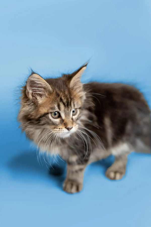 Fluffy Maine Coon kitten with alert eyes and pointed ears, perfect for any cat lover