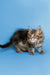 Fluffy Maine Coon kitten Tucker with long fur and alert expression ready for fun