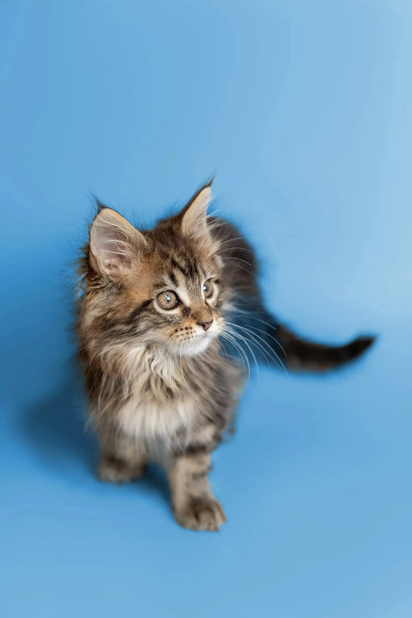 Fluffy Maine Coon kitten with alert ears and charming whiskers, named Tucker