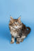 Fluffy Maine Coon kitten Tucker with pointed ears and an alert expression