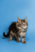 Fluffy Maine Coon kitten with pointed ears and an alert expression, perfect for cuddles