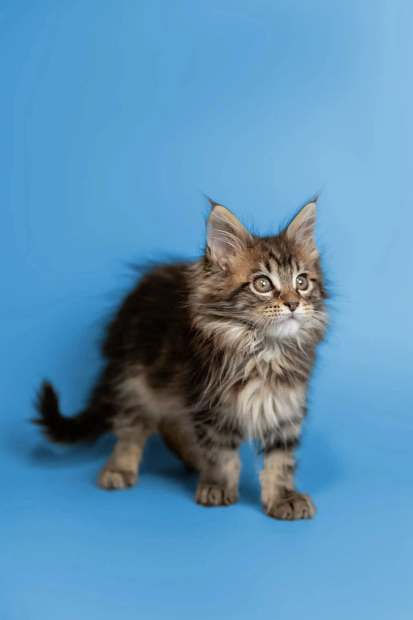 Fluffy Maine Coon kitten with pointed ears and an alert expression, perfect for cuddles