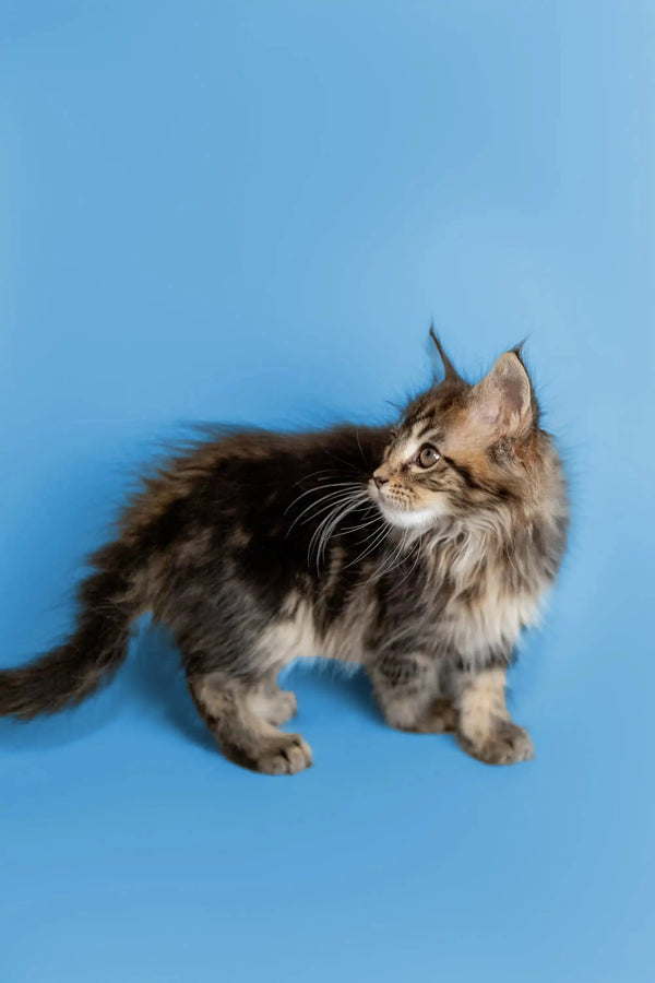 Long-haired Maine Coon kitten with tufted ears and a fluffy tail, perfect for cuddles
