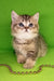 Cute tabby kitten named Tul, a playful British Shorthair companion