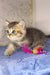 Blue-eyed tabby kitten named Tul playing with a toy mouse, super cute and fluffy