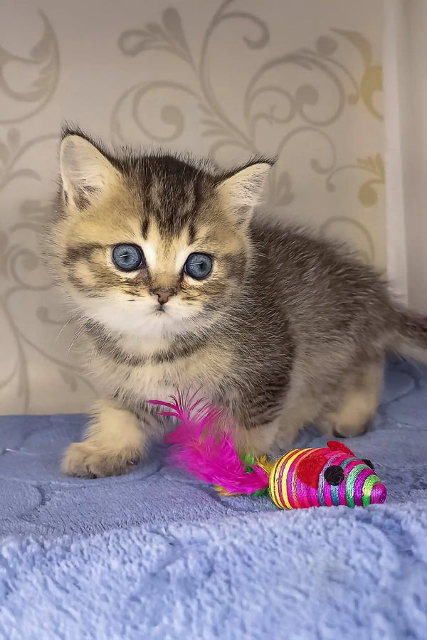 Blue-eyed tabby kitten playing with a toy mouse in Tul British Shorthair Kitten