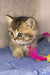 Cute tabby kitten with blue eyes in Tul British Shorthair Kitten product