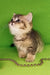 Cute tabby kitten in the adorable Tul British Shorthair Kitten product