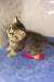 Cute British Shorthair kitten Tul playing with a toy mouse