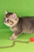 Adorable Striped kitten with bright blue eyes from Tul British Shorthair Kitten