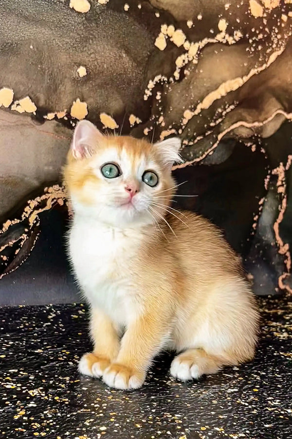 Adorable cream Scottish Straight Kitten with bright blue eyes sitting upright