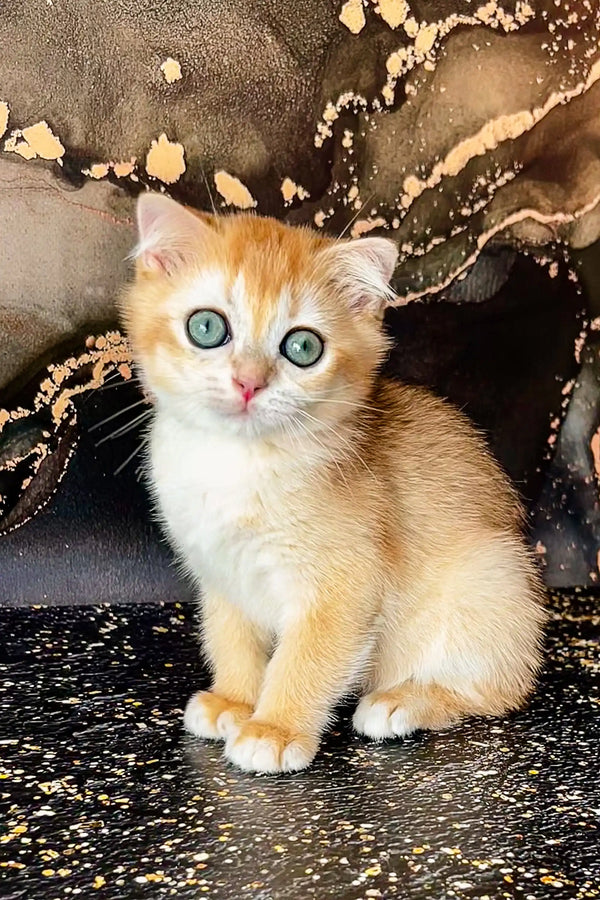 Adorable Tulpan the Scottish Straight Kitten with stunning blue eyes