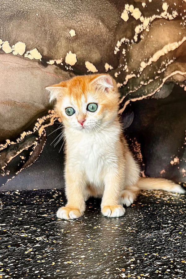 Adorable Orange and white Scottish Straight kitten with bright green eyes, Tulpan
