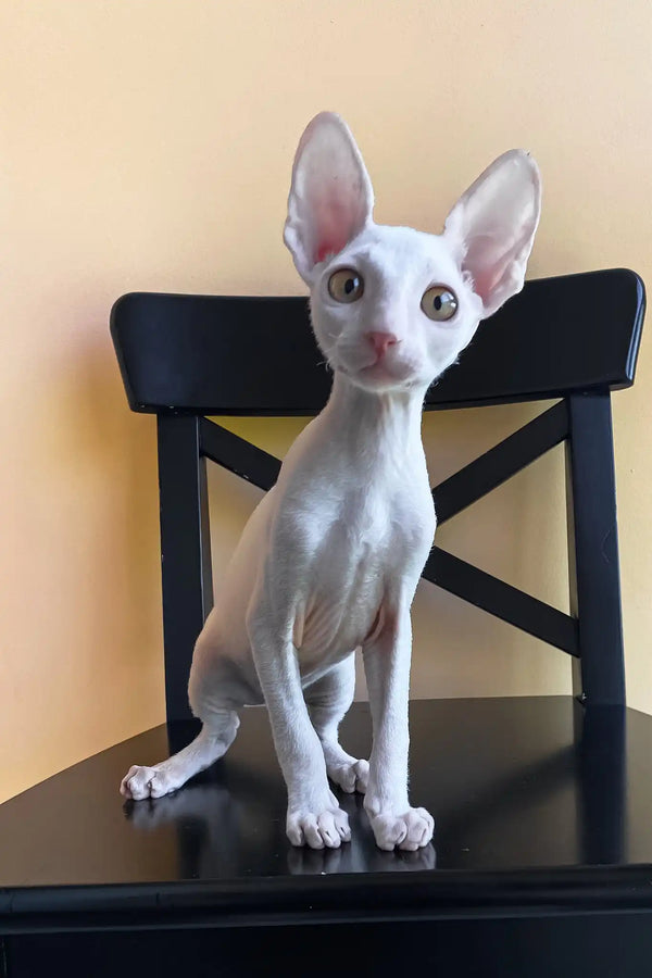 Tuman | cornish rex kitten