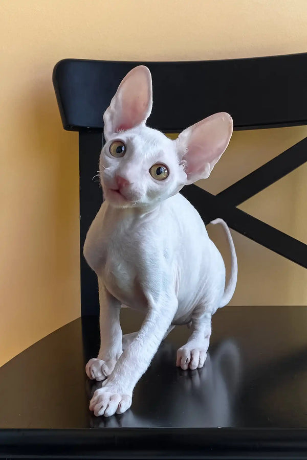 Tuman | cornish rex kitten