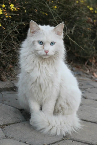 Turkish Angora Cats