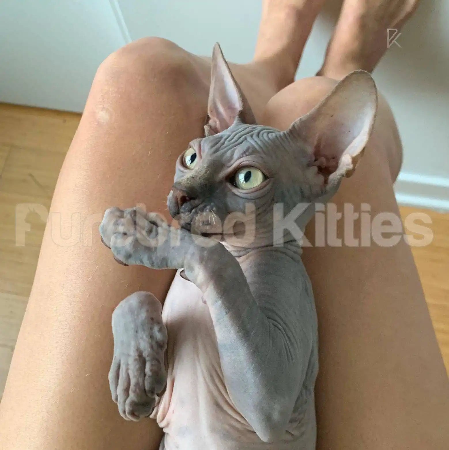 Sphynx Cats and Kittens for Sale Tux | Kitten