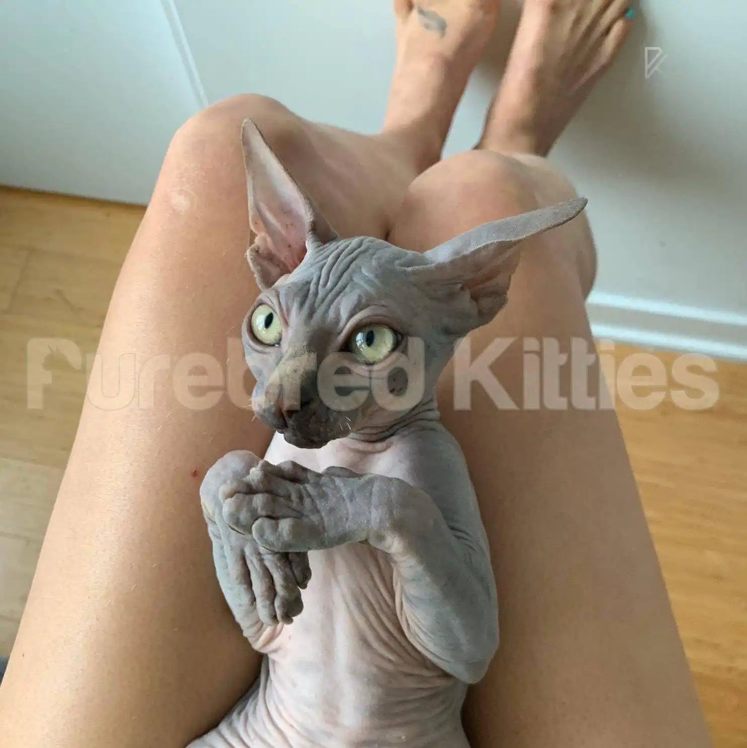 Sphynx Cats and Kittens for Sale Tux | Kitten