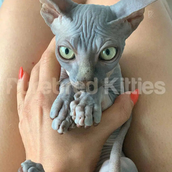 Hairless Sphynx cat with striking green eyes held, Tux Sphynx Kitten air delivery form