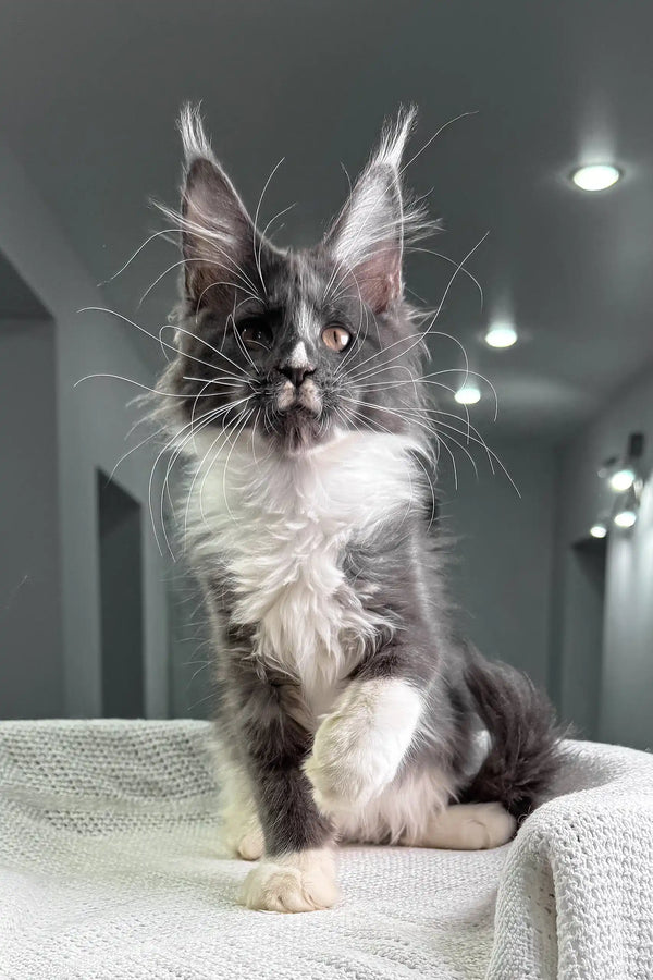 Cute black and white Maine Coon kitten with ear tufts and long whiskers for Twista