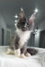 Fluffy grey and white Maine Coon kitten with cute ear tufts in Twista product