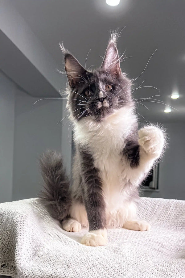 Gray and white Maine Coon kitten looking adorable in Twista product display