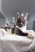 Gray and white Maine Coon cat featured in the Twista Maine Coon Kitten product