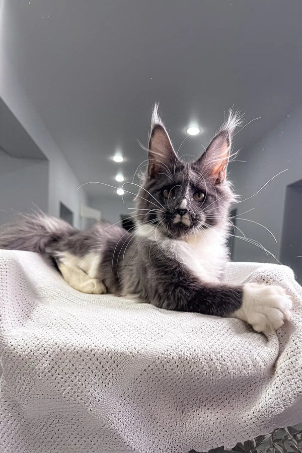 Gray and white Maine Coon cat featured in the Twista Maine Coon Kitten product