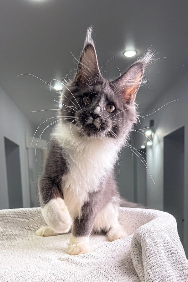 Gray and white Maine Coon kitten looking adorable in Twista | Maine Coon Kitten product