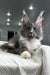 Gray and white Maine Coon kitten with cool ear tufts and long whiskers for Twista