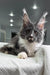 Gray and white Maine Coon cat relaxing on a light surface with cute ear tufts