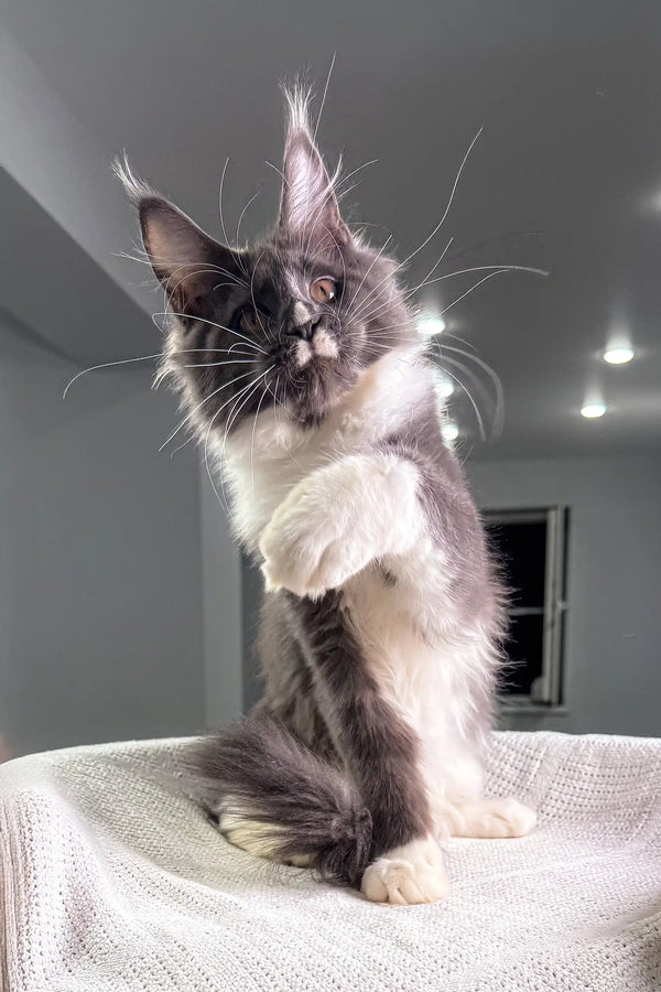 Gray and white Maine Coon cat chilling with the Twista Maine Coon Kitten product