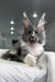 Gray and white Maine Coon cat with ear tufts resting on a soft surface for Twista