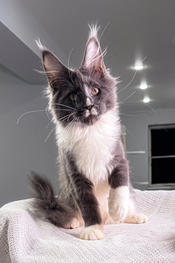 Gray and white Maine Coon cat playful with Twista Maine Coon Kitten product