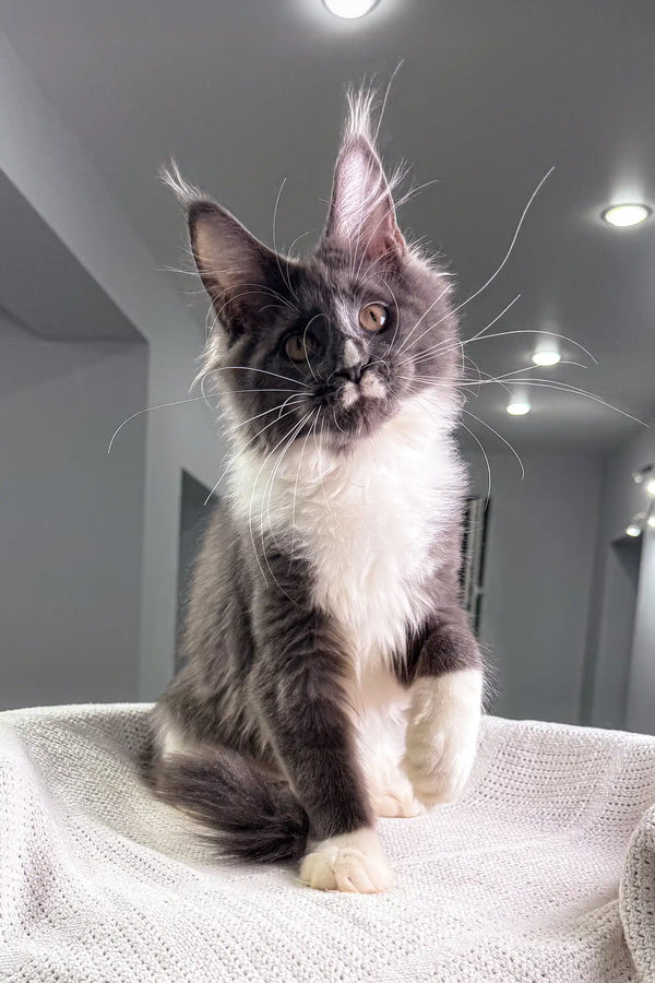 Gray and white Maine Coon kitten in the Twista Maine Coon Kitten product