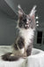 Grey and white Maine Coon cat with ear tufts sitting proudly beside Twista kitten product