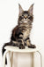 Maine Coon kitten sitting adorably on a white stool showcasing Tyson | Maine Coon Kitten