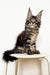 Maine Coon kitten sitting cute on a white stool in Tyson | Maine Coon Kitten