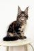 Cute Maine Coon kitten Tyson with ear tufts and fluffy coat sitting upright