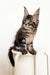 Maine Coon kitten sitting adorably on a white surface in the Tyson product line