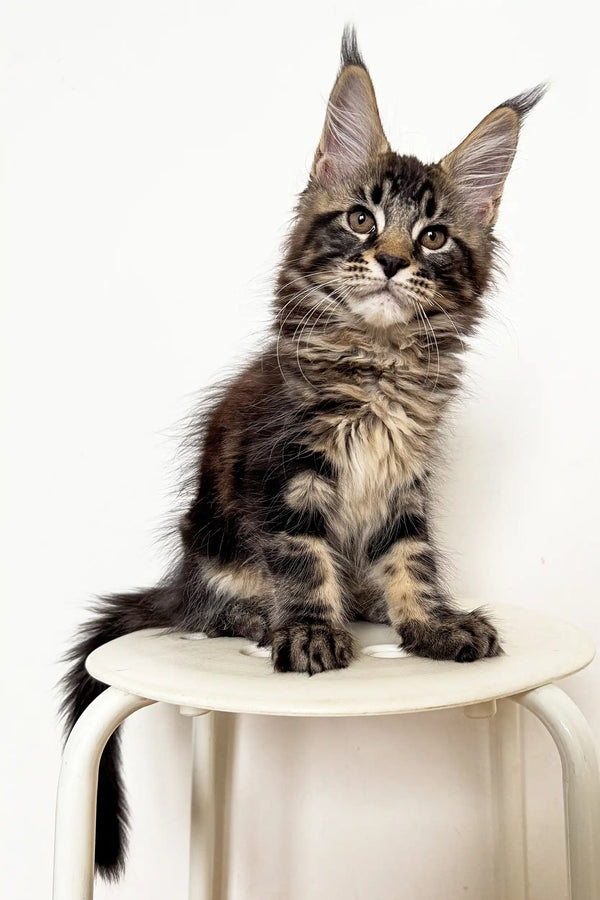 Cute Maine Coon kitten with ear tufts and fluffy fur sitting upright as Tyson