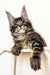 Adorable Maine Coon kitten Tyson with fluffy coat and cute ear tufts