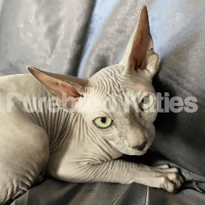 Sphynx Cats for Sale | Kittens For Tyson | Male Kitten