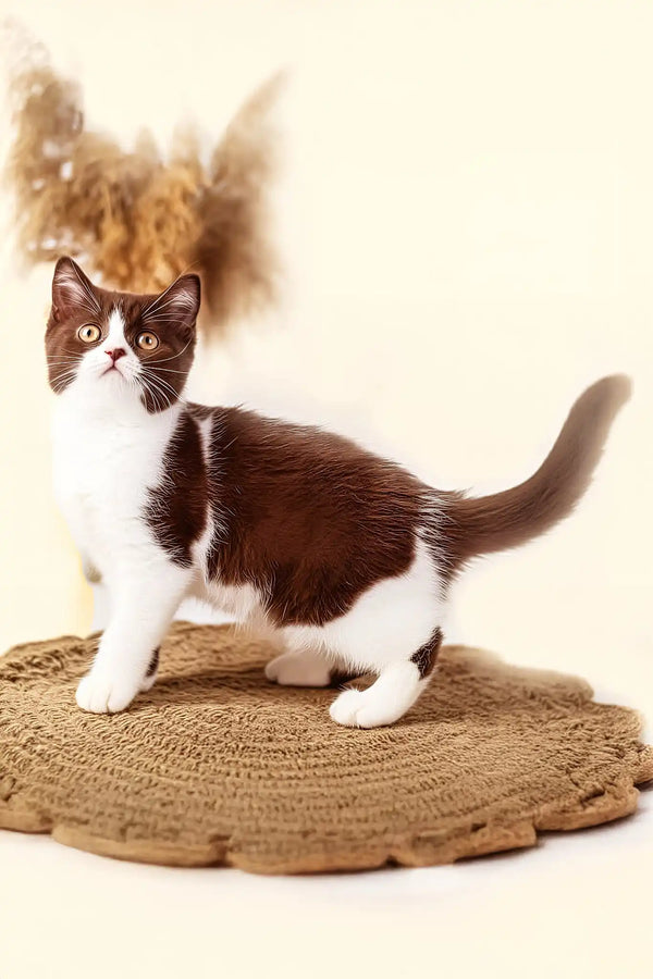 Udgina | british shorthair kitten