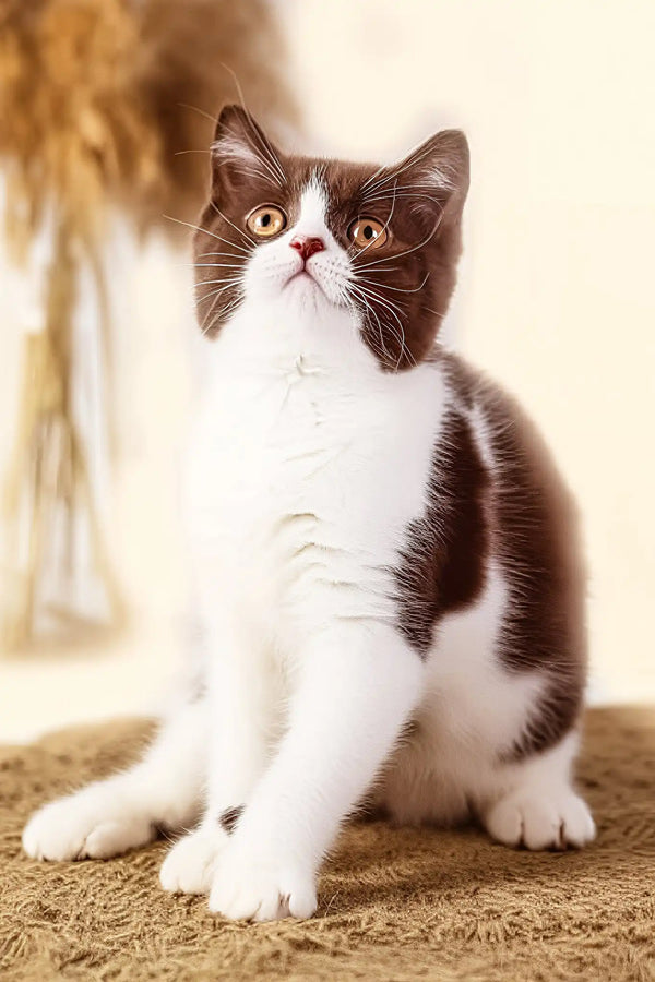 Udgina | british shorthair kitten