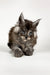 Fluffy gray Maine Coon kitten with bright blue eyes and pointed ears