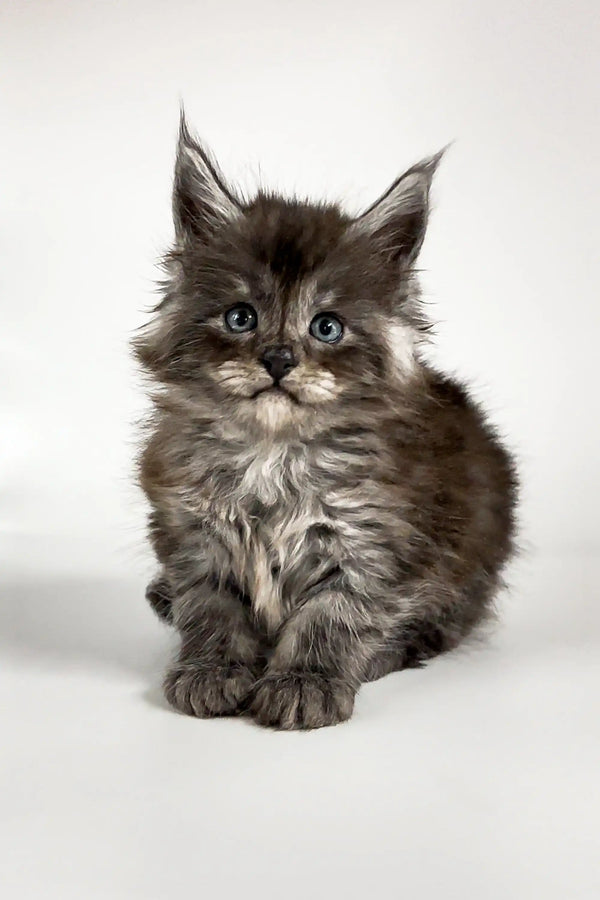 Fluffy gray and white Maine Coon kitten with big ears and expressive eyes for Ugo