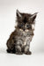 Adorable fluffy gray and white Maine Coon kitten with big ears and bright eyes